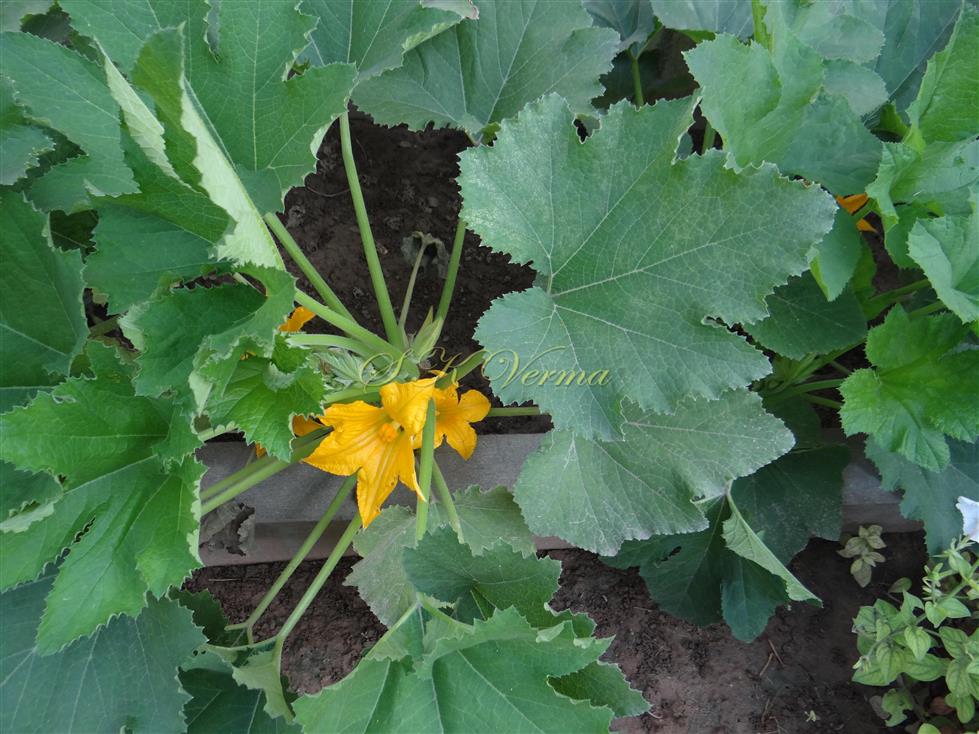  Plant